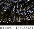 Looking up at the cedar forest from below 124982584