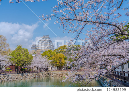 姬路城櫻花盛開，景色優美 124982599