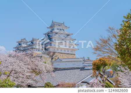 姬路城塔和櫻花在藍色的春天天空下 124982600