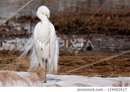 Great Egret (White Egret) in various poses Great Egret (White Egret) in various poses 124982617