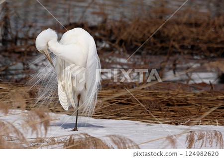 各種姿勢的大白鷺(白鷺) 各種姿勢的大白鷺(白鷺) 124982620