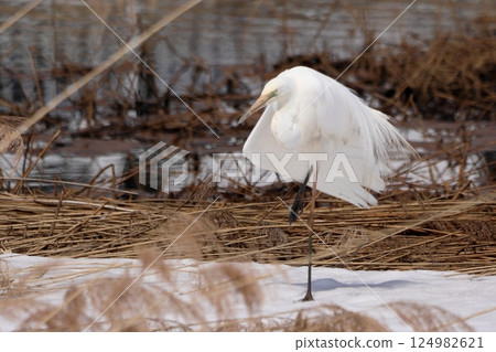 各種姿勢的大白鷺（白鷺） 124982621