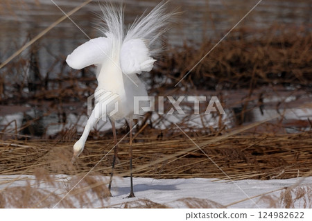 Great Egret (White Egret) in various poses Great Egret (White Egret) in various poses 124982622