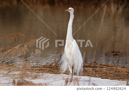 Great Egret (White Egret) in various poses Great Egret (White Egret) in various poses 124982624