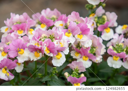 Nemesia flower (essential pink berry) 124982655
