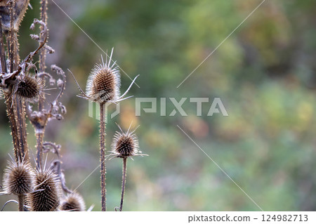 Dried flowers  124982713