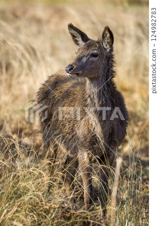 Young Deer Standing in a Dry Grass Field 124982783