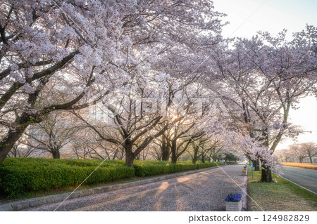 Cherry blossoms around the Ibaraki Prefectural Office in Mito City, Ibaraki Prefecture 124982829