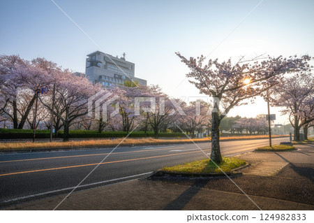茨城縣水戶市茨城縣廳周圍的櫻花 茨城縣水戶市茨城縣廳周圍的櫻花 124982833