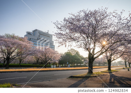 茨城縣水戶市茨城縣廳周圍的櫻花 124982834