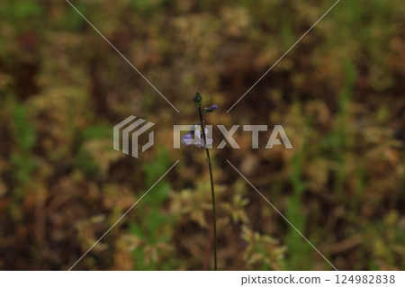 我拍攝了一張春天田野裡盛開的小花的照片。 124982838