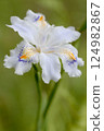 我拍攝了一朵盛開的鳶尾花的特寫。 124982867