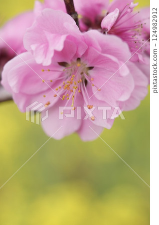 A close-up of peach blossoms, lured by the spring weather 124982912