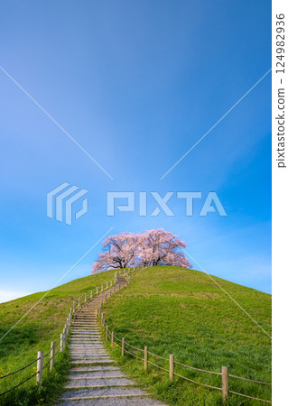 Cherry blossoms at Sakitama Kofun Park, a famous cherry blossom spot 124982936