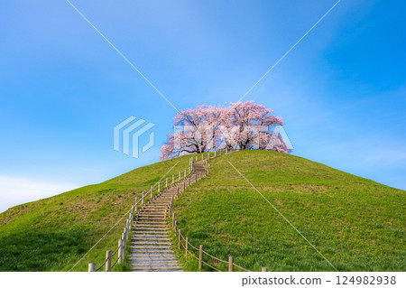 著名賞櫻勝地埼玉古墳公園的櫻花 124982938