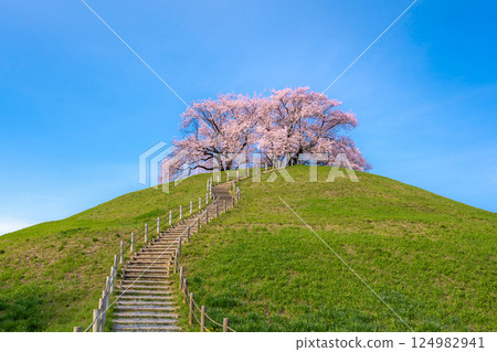 著名賞櫻勝地埼玉古墳公園的櫻花 124982941