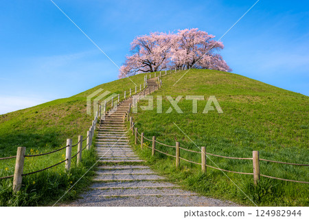 著名賞櫻勝地埼玉古墳公園的櫻花 124982944