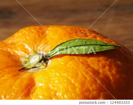 Tangerines with small leaves Tangerines with small leaves 124983203