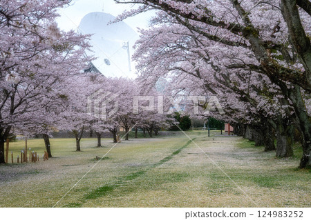 Cherry blossoms in full bloom at Sakura Space Park in Takahagi City, Ibaraki Prefecture Cherry blossoms in full bloom at Sakura Space Park in Takahagi City, Ibaraki Prefecture 124983252