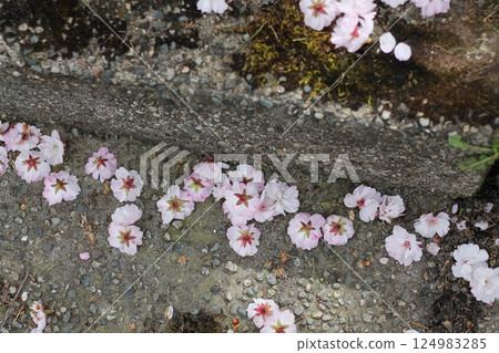Fallen Pink Flowering Cherry Blossoms On Concrete 124983285