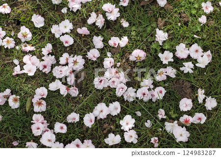 Fallen Pink Flowering Cherry Blossoms On The Grass 124983287