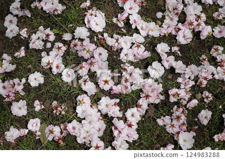 Fallen Pink Flowering Cherry Blossoms On The Grass Fallen Pink Flowering Cherry Blossoms On The Grass 124983288