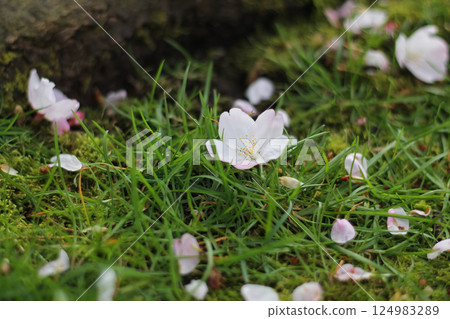 Fallen Flowering Cherry Blossoms On The Grass Fallen Flowering Cherry Blossoms On The Grass 124983289