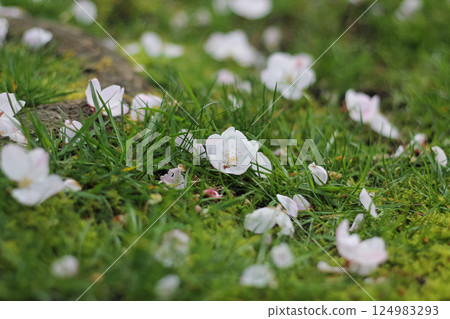 Fallen Flowering Cherry Blossoms On The Grass 124983293