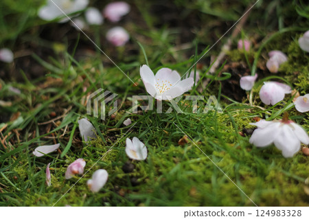 Fallen Flowering Cherry Blossoms On The Grass 124983328