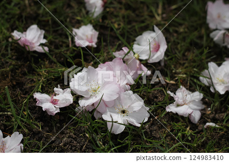 Fallen Flowering Cherry Blossoms On The Grass Fallen Flowering Cherry Blossoms On The Grass 124983410