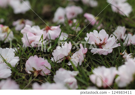 Fallen Flowering Cherry Blossoms On The Grass Fallen Flowering Cherry Blossoms On The Grass 124983411