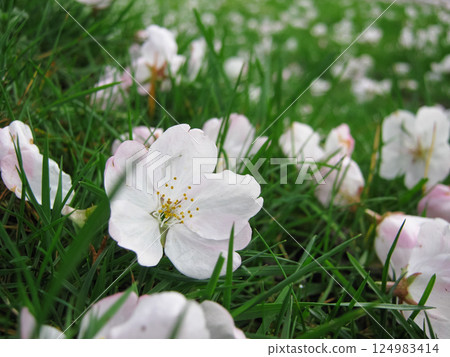 Fallen Flowering Cherry Blossoms On The Grass Fallen Flowering Cherry Blossoms On The Grass 124983414