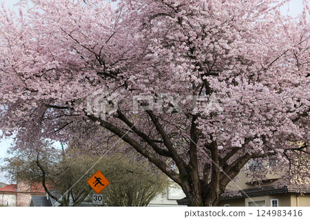 In Full Bloom Flowering Japanese Cherry Tree In Full Bloom Flowering Japanese Cherry Tree 124983416