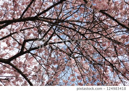 Japanese Cherry Blossoms And Branches Background 124983418