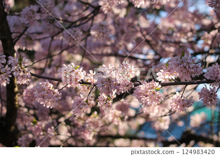Twigs Of Pink Flowering Cherry Blossoms  124983420