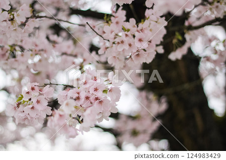 Twigs Of Pink Flowering Cherry Blossoms  124983429