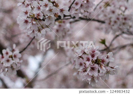 Twigs Of Pink Flowering Cherry Blossoms Twigs Of Pink Flowering Cherry Blossoms 124983432