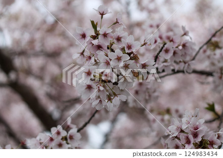 Twigs Of Pink Flowering Cherry Blossoms  124983434