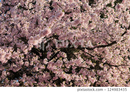 Japanese Cherry Blossoms And Branches Background Japanese Cherry Blossoms And Branches Background 124983435