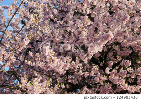 Japanese Cherry Blossoms And Branches Background Japanese Cherry Blossoms And Branches Background 124983436