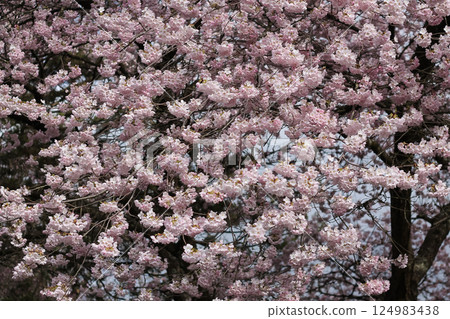 Japanese Cherry Blossoms And Branches Background Japanese Cherry Blossoms And Branches Background 124983438