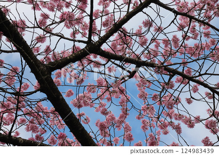 Japanese Cherry Blossoms And Branches Background Japanese Cherry Blossoms And Branches Background 124983439