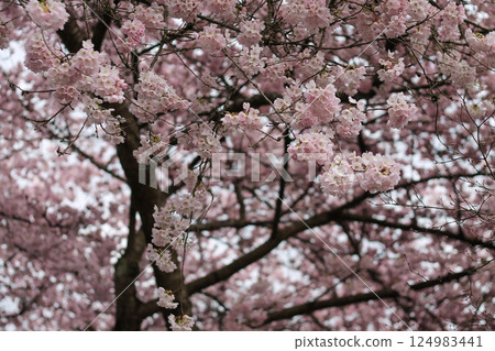 Japanese Cherry Blossoms And Branches Background 124983441