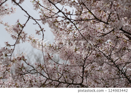 Japanese Cherry Blossoms And Branches Background 124983442