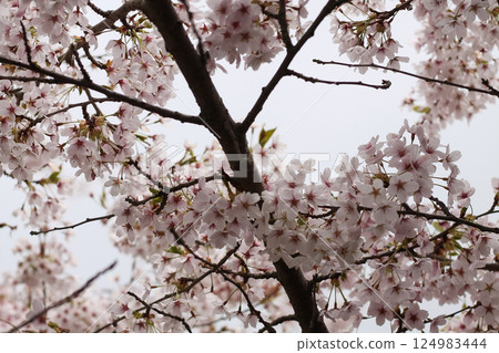 Japanese Cherry Blossoms And Branches Background 124983444