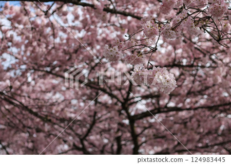 Japanese Cherry Blossoms And Branches Background Japanese Cherry Blossoms And Branches Background 124983445