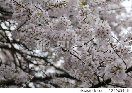 Japanese Cherry Blossoms And Branches Background Japanese Cherry Blossoms And Branches Background 124983446
