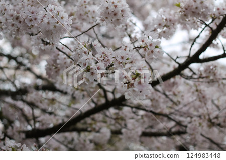 Japanese Cherry Blossoms And Branches Background 124983448