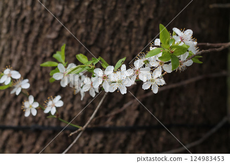 Branch of White Plum Blossoms Against Tree Bark Branch of White Plum Blossoms Against Tree Bark 124983453
