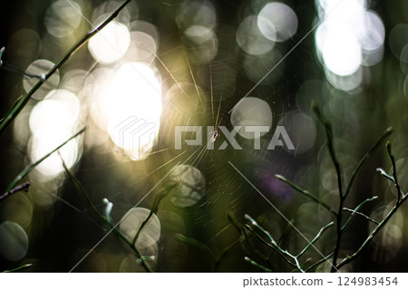 Sunset Through A Spider Web In The Huckleberry  124983454